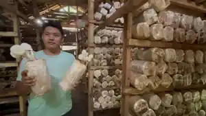 Budidaya-Jamur-Tiram-di-Batang.jpg