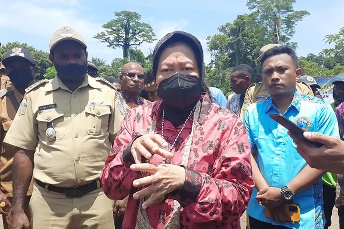 Tri Rismaharini tak Menyangka Pohon Lea yang Mahal Tumbuh Subur Secara Liar di Sarmi Papua