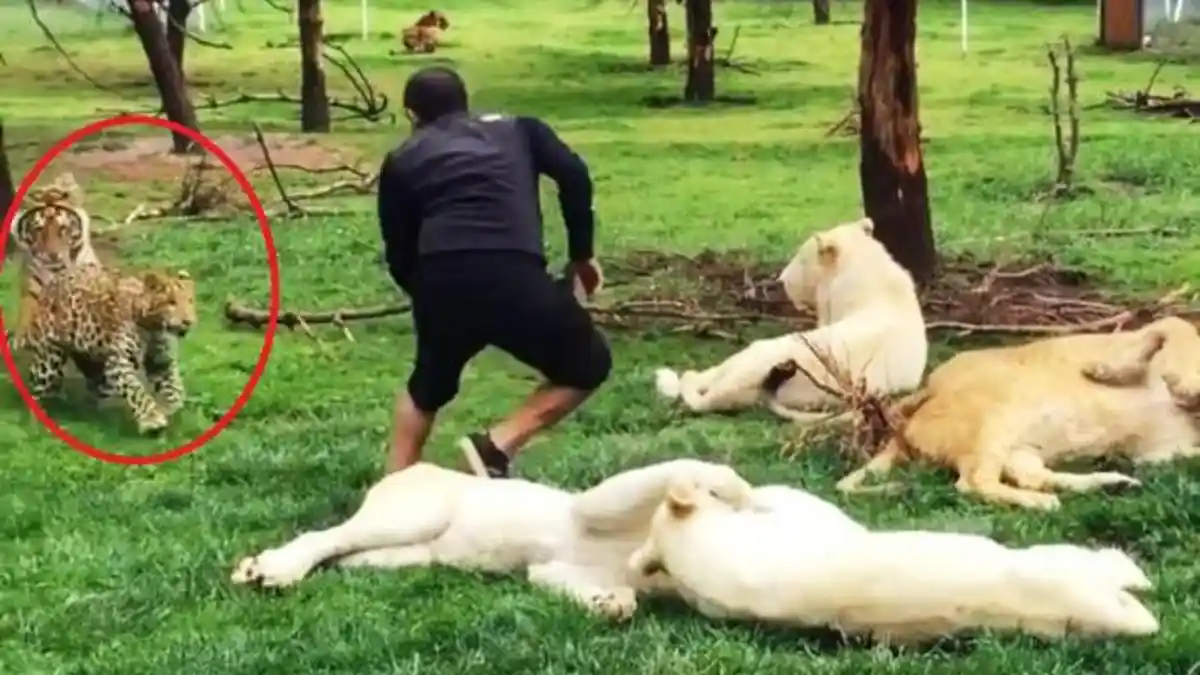 Menegangkan, Harimau Ini Selamatkan Pegawai Kebun Binatang dari Terkaman Macan Tutul