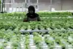Permintaan Sayur Hidroponik Meningkat Selama Pandemi Covid-19