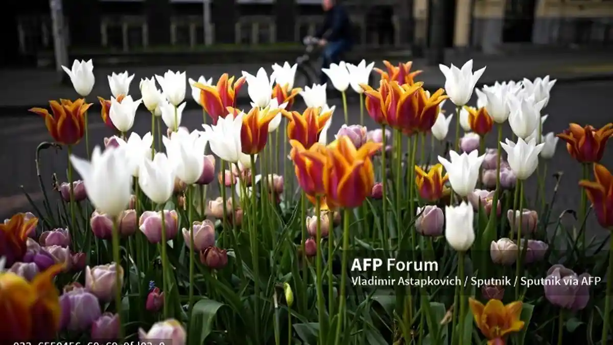 6 Fakta Menarik Bunga Tulip, Diantaranya Bisa Dimakan dan Pernah Jadi Bunga Termahal Dunia