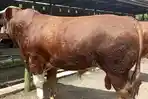 Abimanyu-sapi-kurban-presiden-prabowo.jpg
