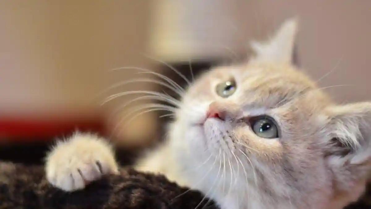 10 Manfaat Memelihara Kucing di Rumah: Jaga Kesehatan Mental hingga Mengurangi Rasa Kesepian