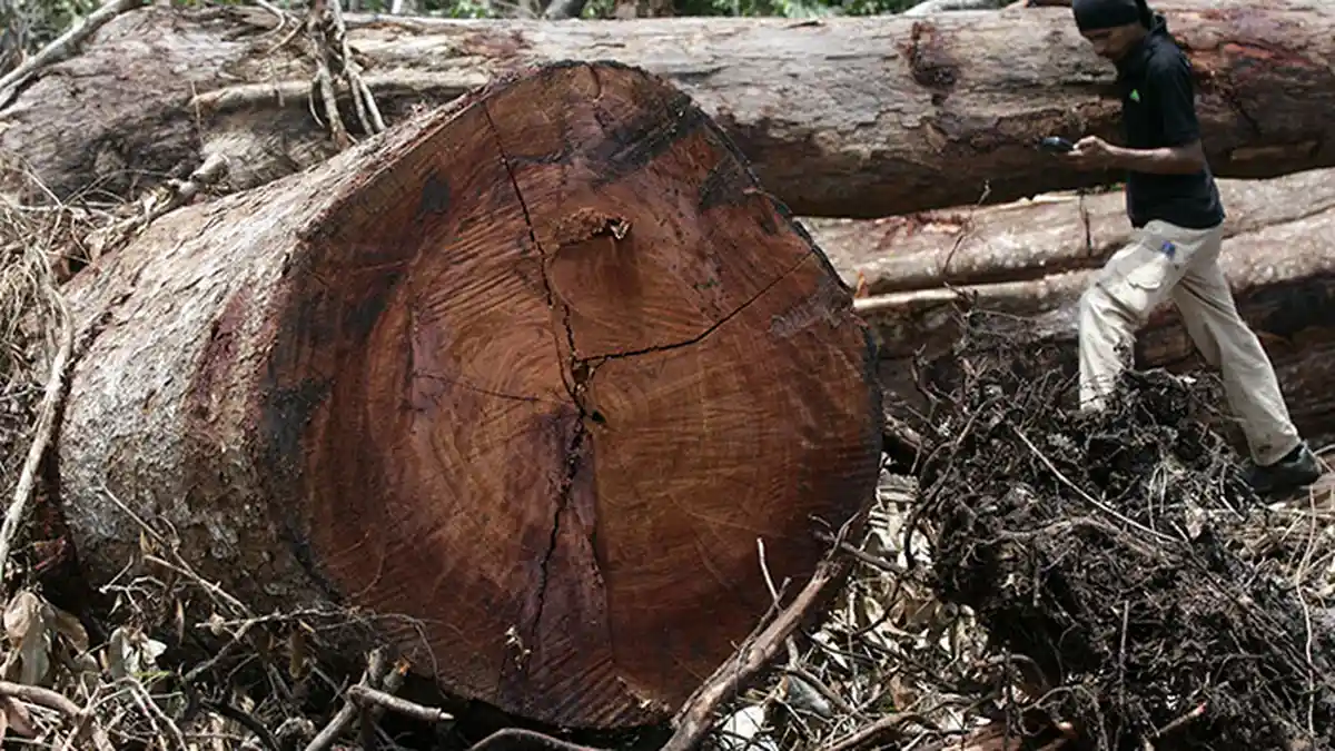 Masa Depan Leuser: Warisan Dunia Yang Masih Terancam - kayu-illegal_20180129_151851.jpg