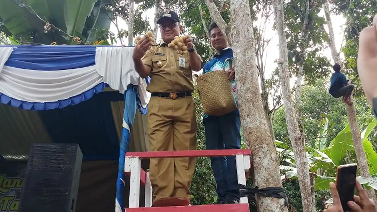 Langsat Tanjung Terkenal Enak, Bupati Tabalong Pun Nekat Naik Pohon Langsat, 'Benaik Langsat'