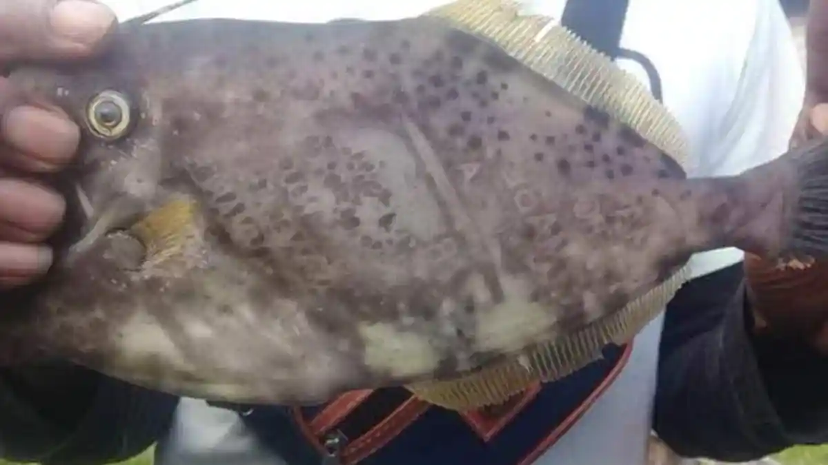 Ikan Bertuliskan Kata ''Ambon'' dan ''Maluku'' Bikin Geger Warga Seram Barat