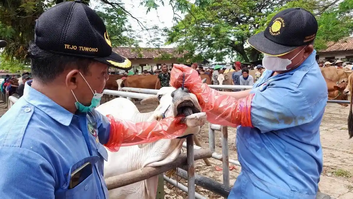 Dinas P4 Blora Intensifkan Pemeriksaan Hewan dari Luar Daerah, Antisipasi Penularan PMK