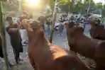 Penjualan Sapi Madura