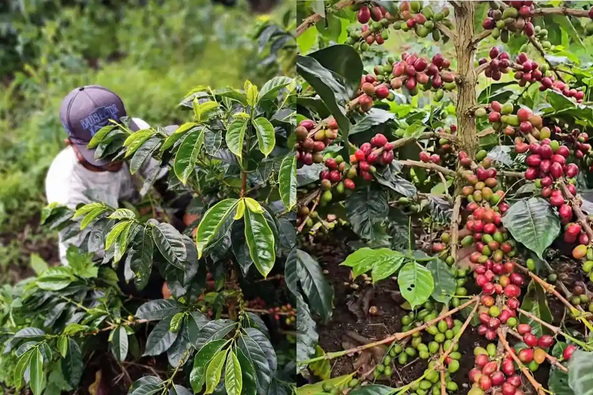 Harga Kopi Gayo Naik Saat Panen Raya, Profesi Petani Mulai Dilirik Anak Muda