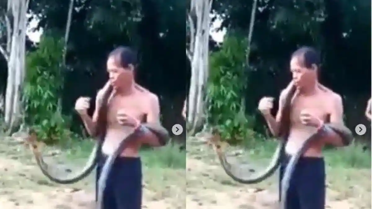 Pawang Ular Norjani Meninggal Tiga Jam Setelah Dipatuk King Kobra