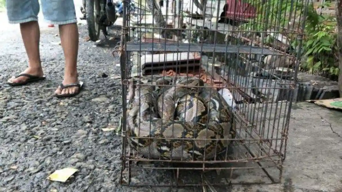 Maman Digigit Ular Piton yang Masuk Rumah saat Banjir