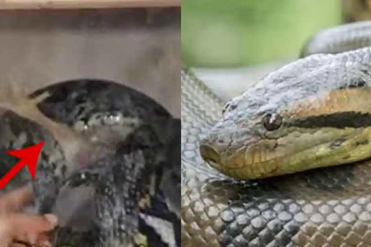 VIDEO Detik-detik Ular Piton Berpisah dari Telurnya, Terdengar Suara Tangis dan Muncul Gerakan Aneh