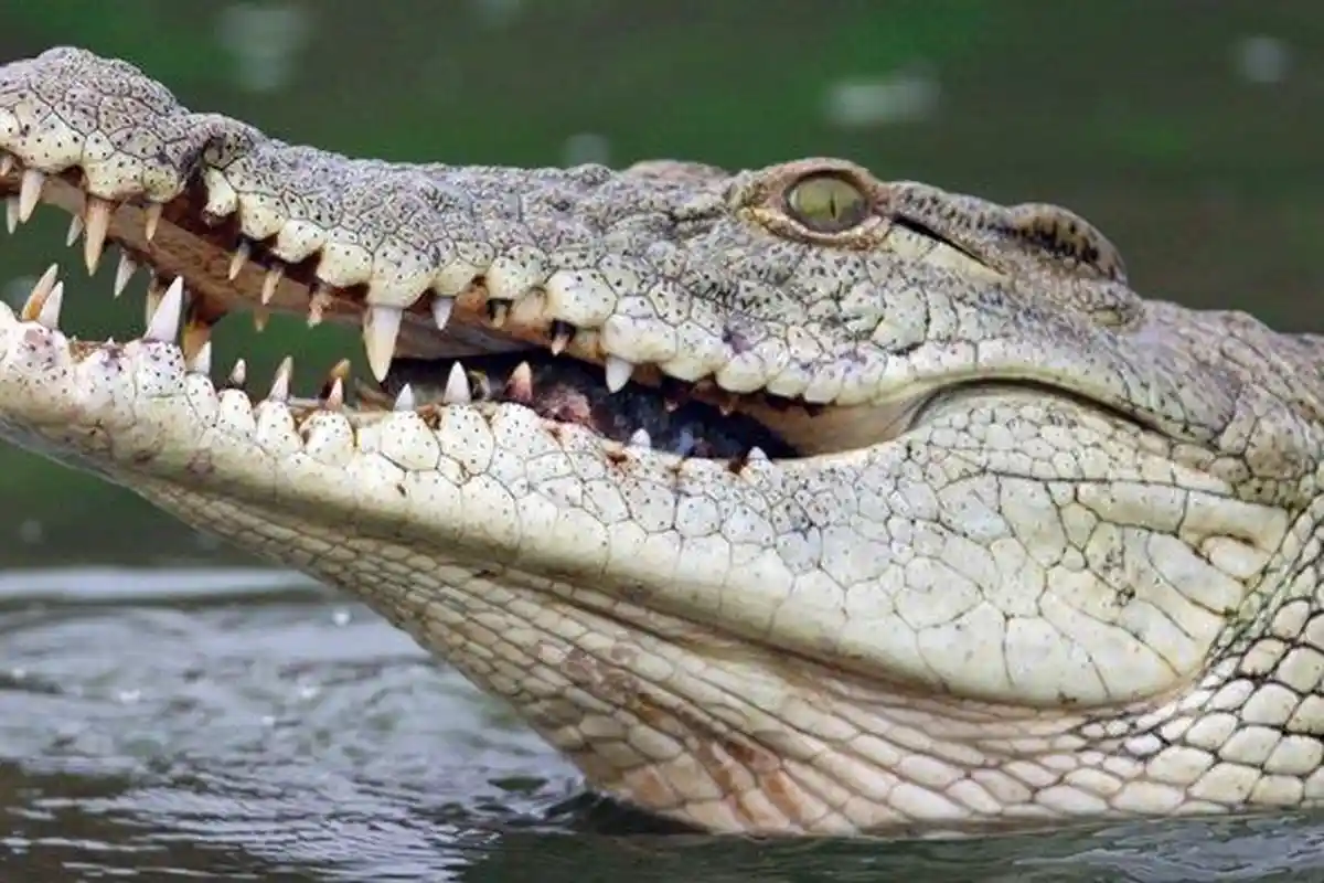 Pergi Cari Ikan, Pria Ini Diterkam Buaya di Hadapan 3 Temannya