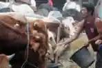 Beri Makan Hewan Qurban