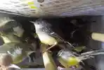 sopir-truk-nekat-selundupkan-burung-ilegal.jpg