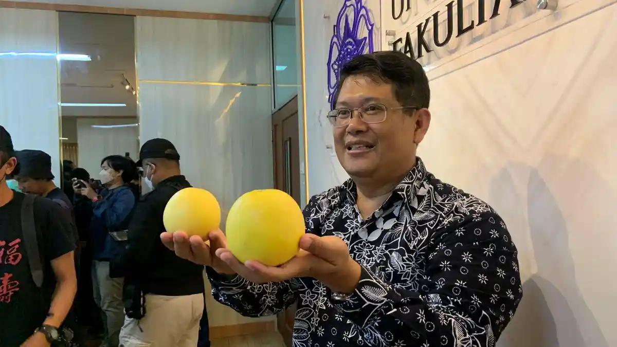 Ini Penampakan Hikapel, Buah Melon Berukuran Mini seperti Apel Karya Peneliti UGM