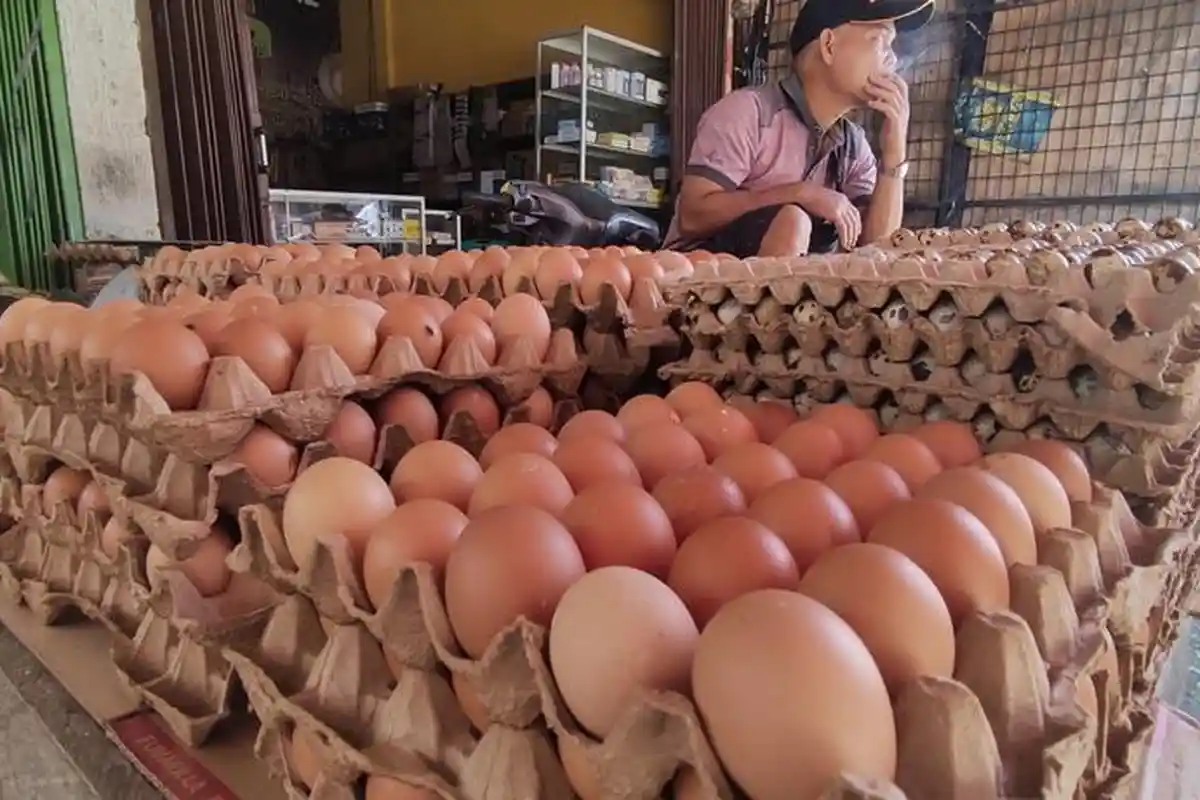 Harga Telur Ayam Broiler di Muaro Jambi Melonjak Tinggi