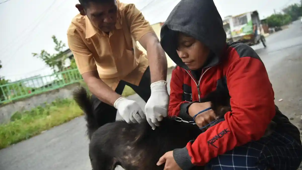 Kasus Gigitan Hewan Penular Rabies Meningkat, Dinas Ketapang Lakukan Vaksinasi di Kecamatan Amplas