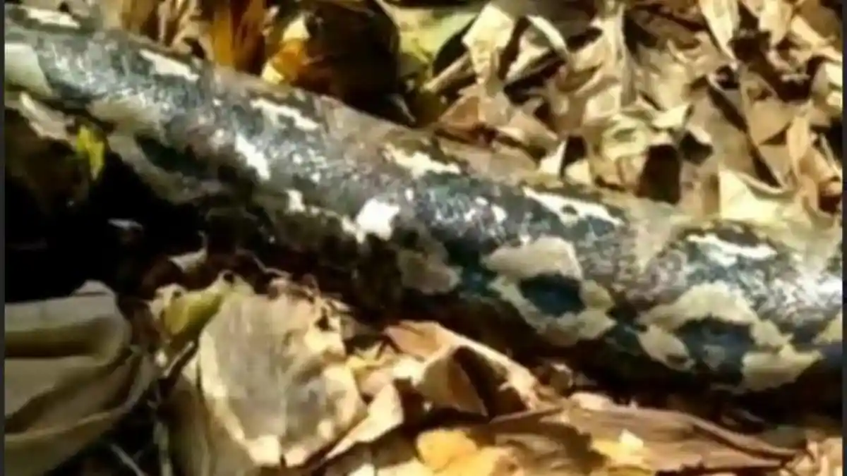 Ular Piton 8,5 Meter Tiba-tiba Mengamuk dan Mengejar Petani