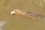 Tangkapan-layar-video-yang-memperlihatkan-seekor-buaya-menerkam-warga.jpg
