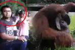 Miris, Orangutan Mengisap Rokok di Kebun Binatang Bandung, Lihat Videonya Bikin Geram