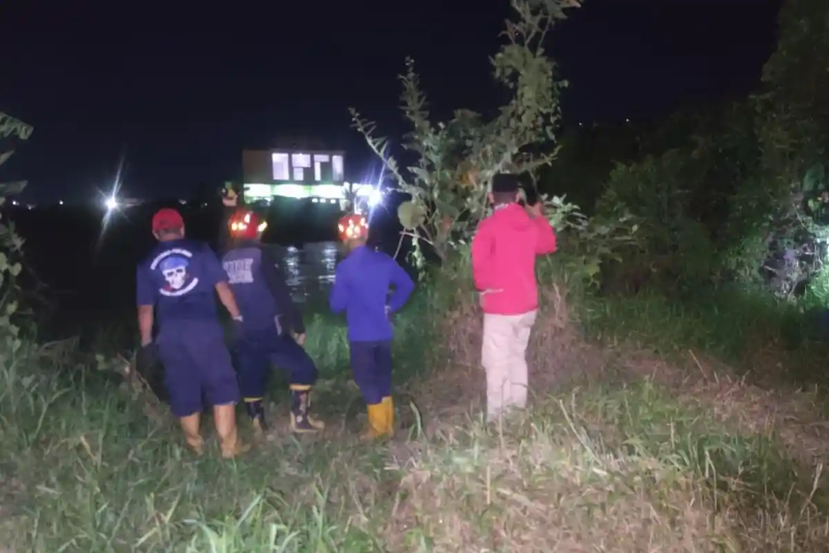 Sapi Kurban di Samarinda Lepas, Sempat Ngamuk dan Lari ke Semak Belukar