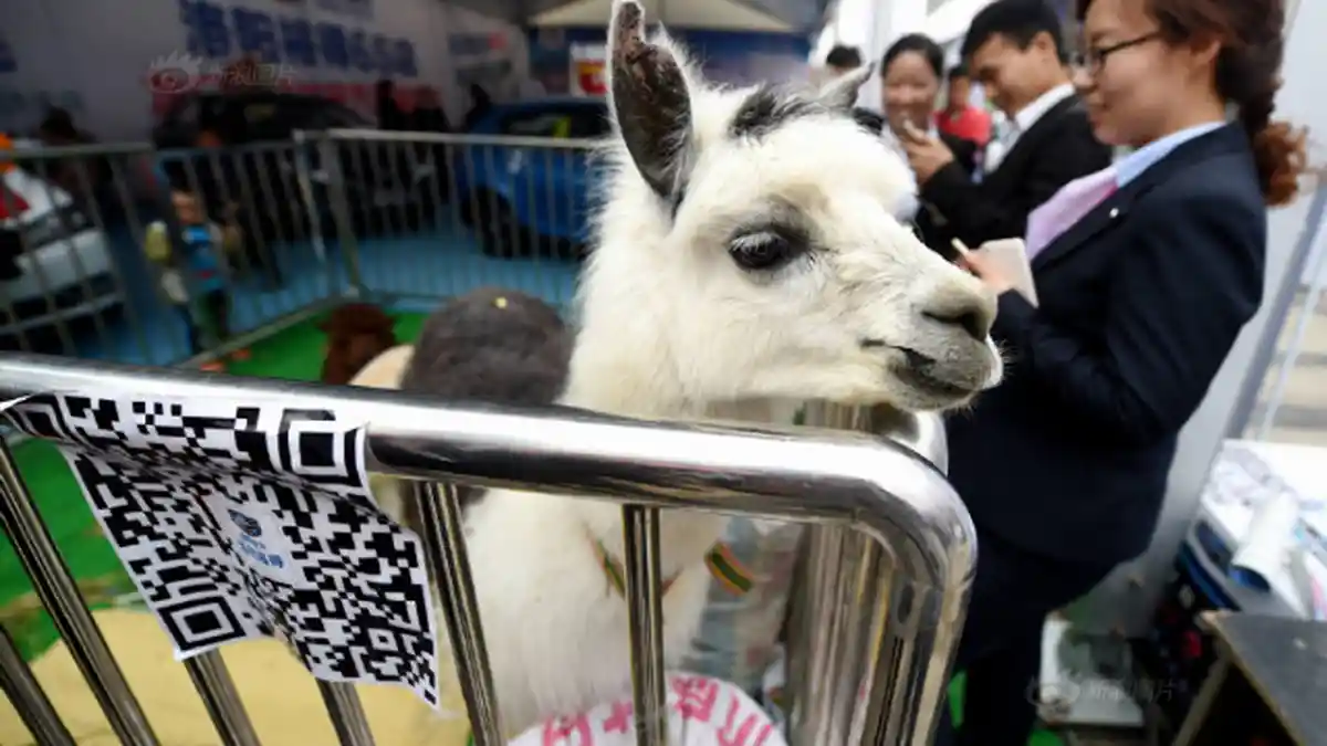Nggak Pakai Gadis Seksi, Motor Show Ini Hadirkan Hewan Alpaca Justru Ramai Pengunjung - alpaca-penarik-pengunjung_20160405_114633.jpg