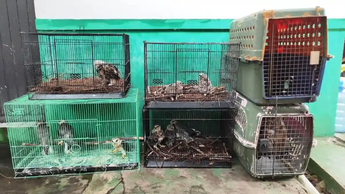 16 Elang Diselamatkan dari Perdagangan Ilegal di Bangka Belitung 