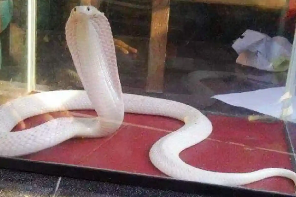 Suami Bunuh Istri Pakai Ular Kobra, Pawang Ular Turut Ditangkap