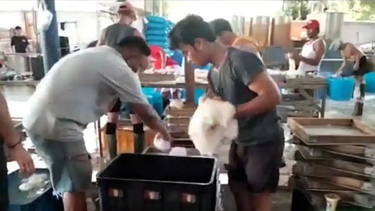 Dua Pabrik Tahu di Parung Bogor Digerebek BPOM RI Karena Produksi Memakai Formalin