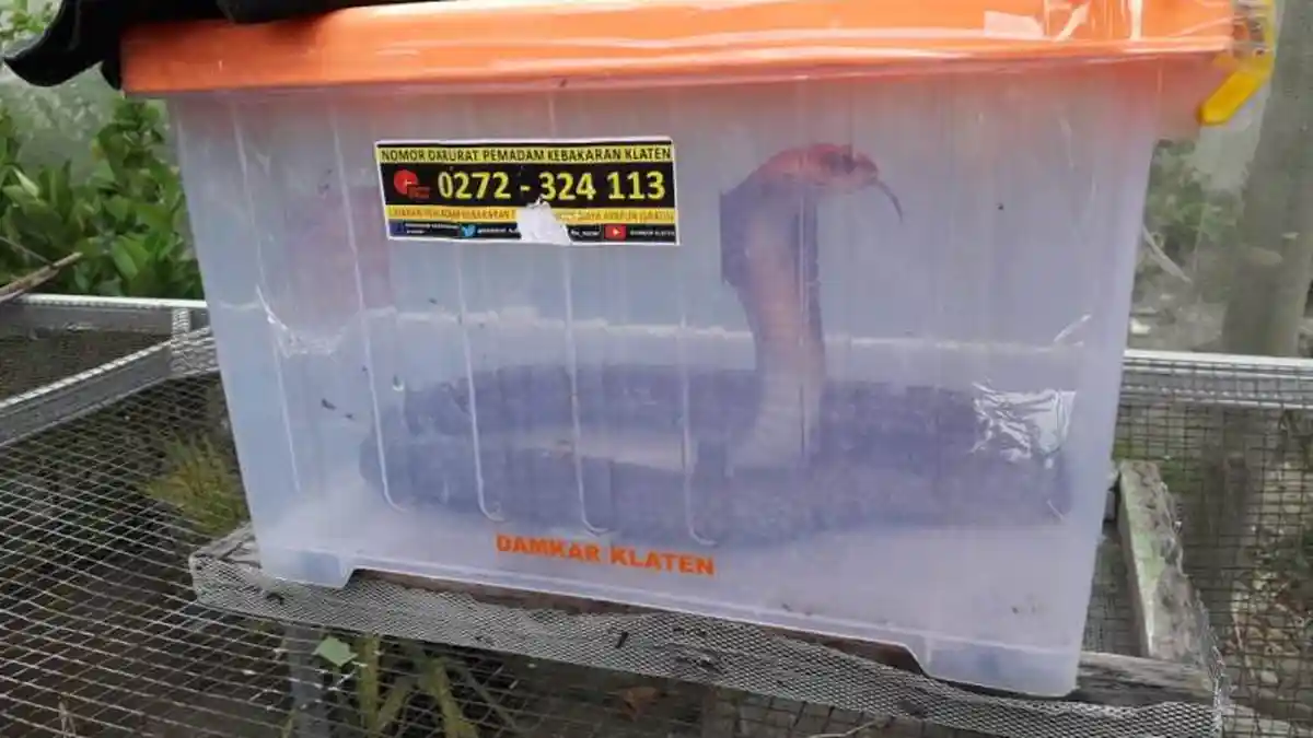 Ular Kobra Sepanjang 1 Meter Dievakuasi Petugas Damkar Klaten dari Dapur Rumah Warga