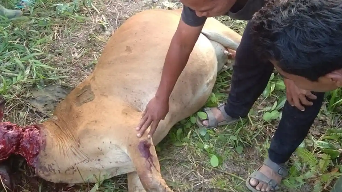 Lagi-lagi, Sapi Warga Julok Rayeuk Selatan Dimangsa Harimau