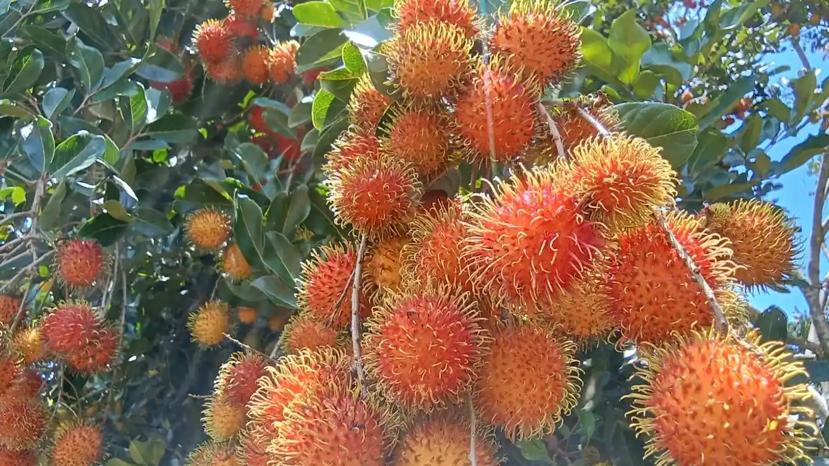 Musim Rambutan, Petani di Jailolo Halmahera Barat dapat Untung  hingga  Puluhan Juta