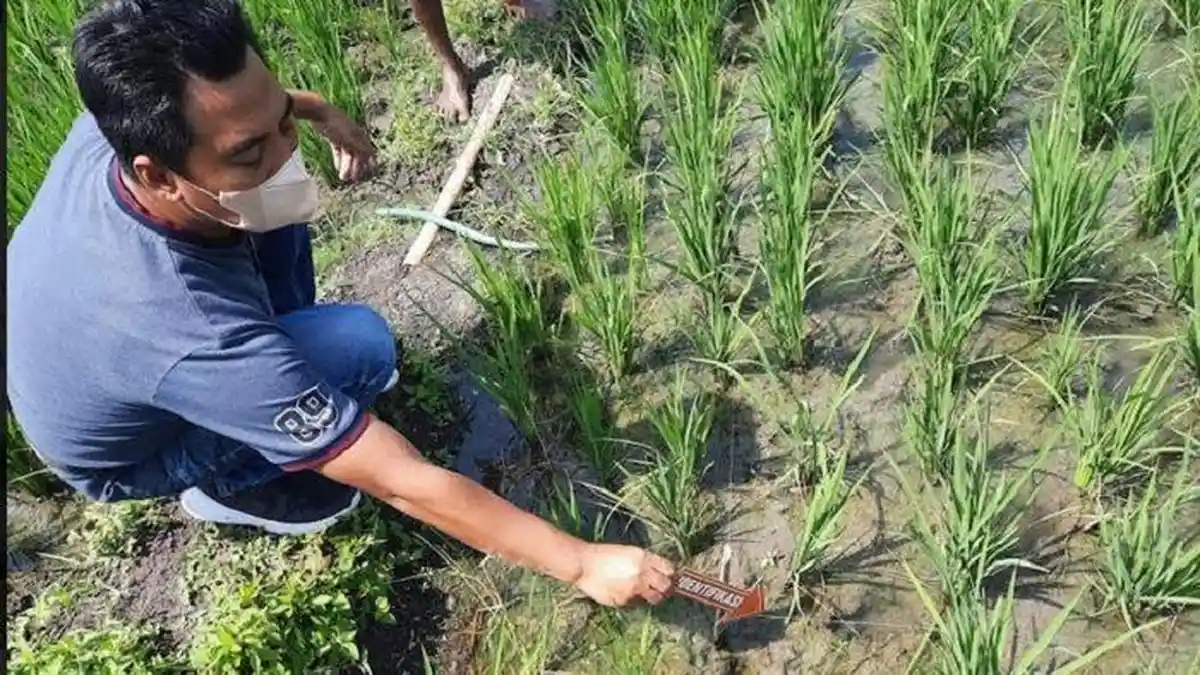Petani Sragen Tewas Tersengat Listrik Jebakan Tikus yang Dibuatnya Sendiri