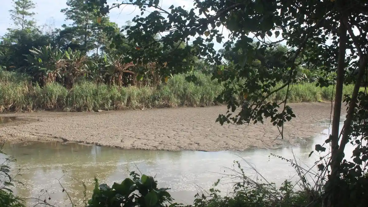 Air Sungai Budong-budong Mateng Surut Akibat Kemarau, Wilayah Ini ...