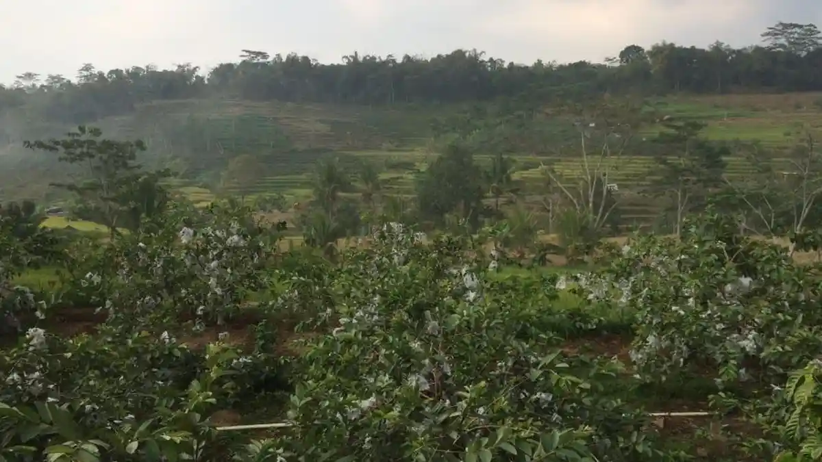 Petani Jambu Ngargoyoso Karanganyar Ungkap Keuntungan Bertanam Jambu Kristal