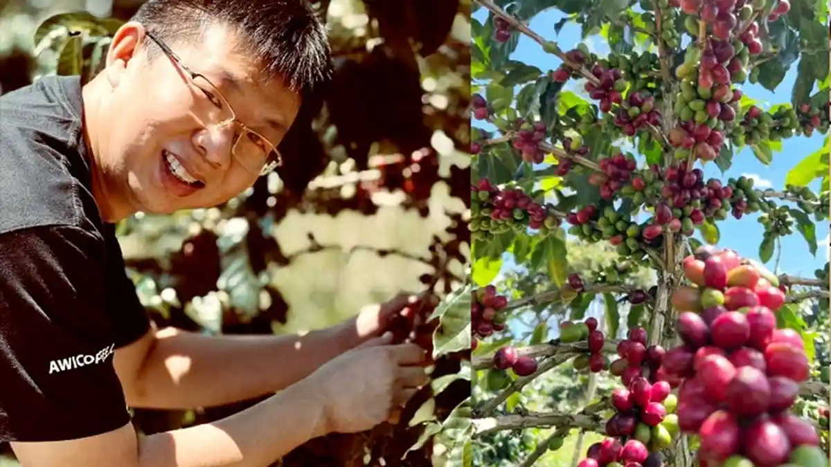 Awi Coffee Hanya  Pakai Kopi dari Kebun Terbaik di Tanah Karo
