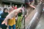 penemuan-ikan-raksasa-di-Garut-pasca-banjir-1672022.jpg