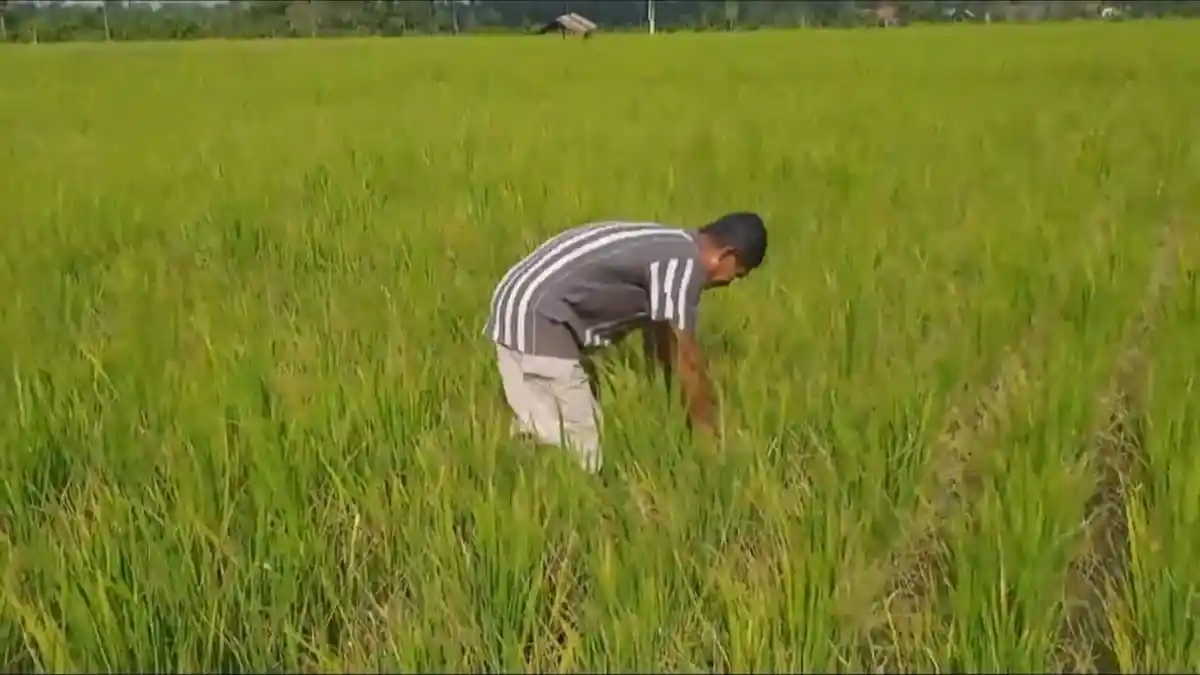 Diduga Tercemar Zat Asam, Tanaman Padi Warga Rantau Rasau Terancam Mati ...