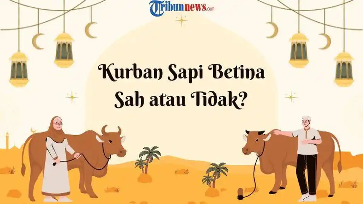 Apakah Boleh Kurban Sapi Betina? Ini Pendapat Para Ulama