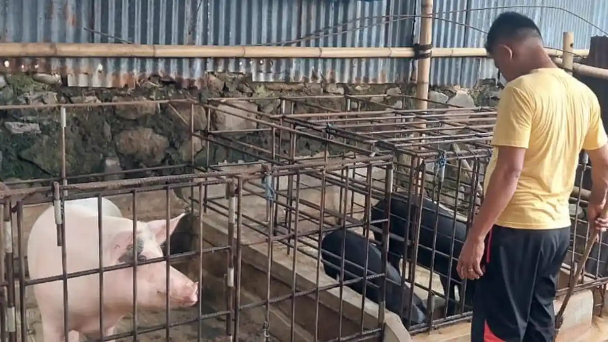Peternak Babi di Kabupaten Ende Mulai Resah