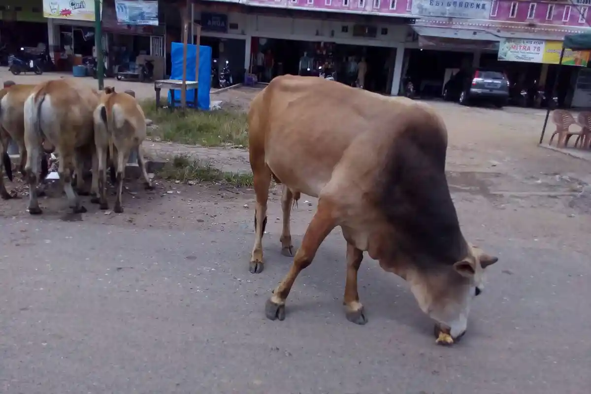 Sapi akan Dirazia Minggu Ini, Langsung Dibawa yang Berkeliaran