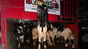 KAMBING-Hewan-kurban-yang-hendak-dikirim-ke-Denpasar.jpg