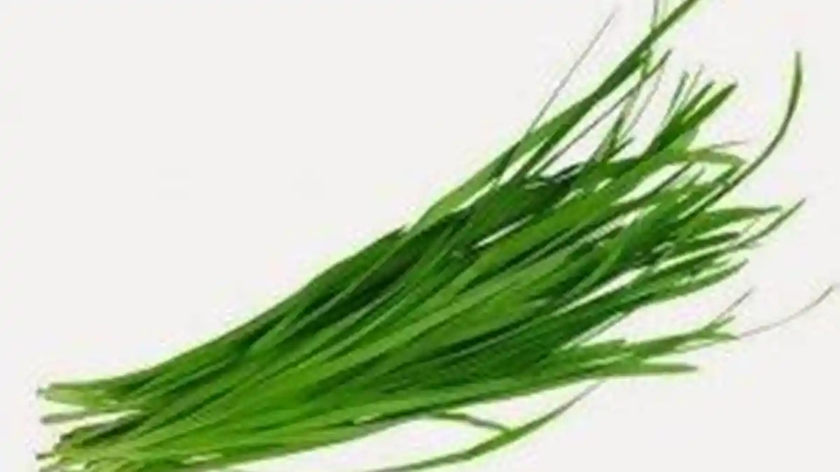 Salah Satunya Mencegah Kanker, Ternyata Daun Kucai Punya Segudang Manfaat yang Jarang Diketahui