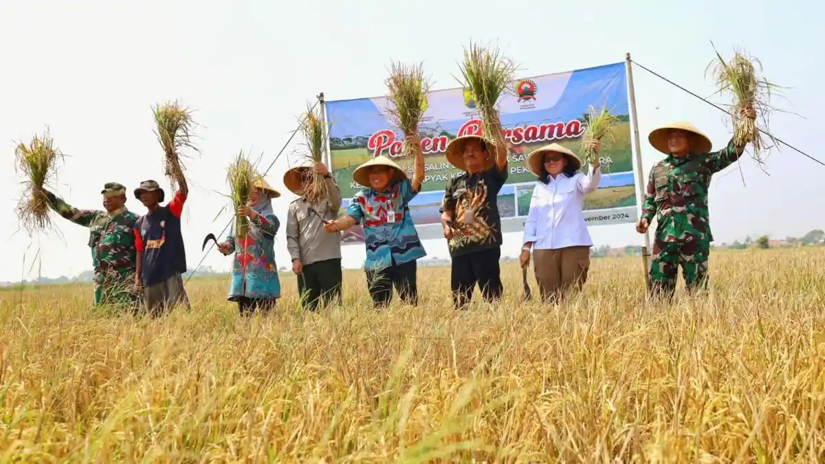 Padi Biosalin, Solusi Cerdas untuk Lahan Eks Rob di Kota Pekalongan