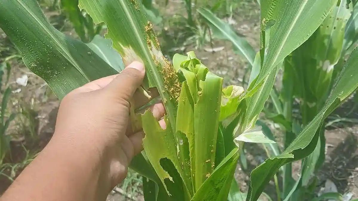 Hama Ulat Serang Tanaman Jagung di Desa Alor Besar