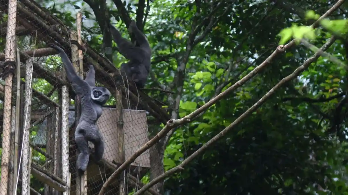 Pertamina Eco Camp Ajak Kamu Camping di Gunung Puntang Kenali Owa Jawa