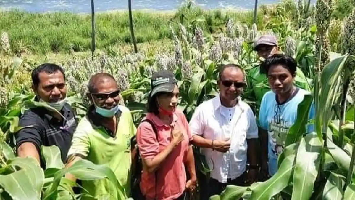 Kerinduan Petani Sorgum di Ende Belum Terjawab, Begini Respon Dinas Pertanian