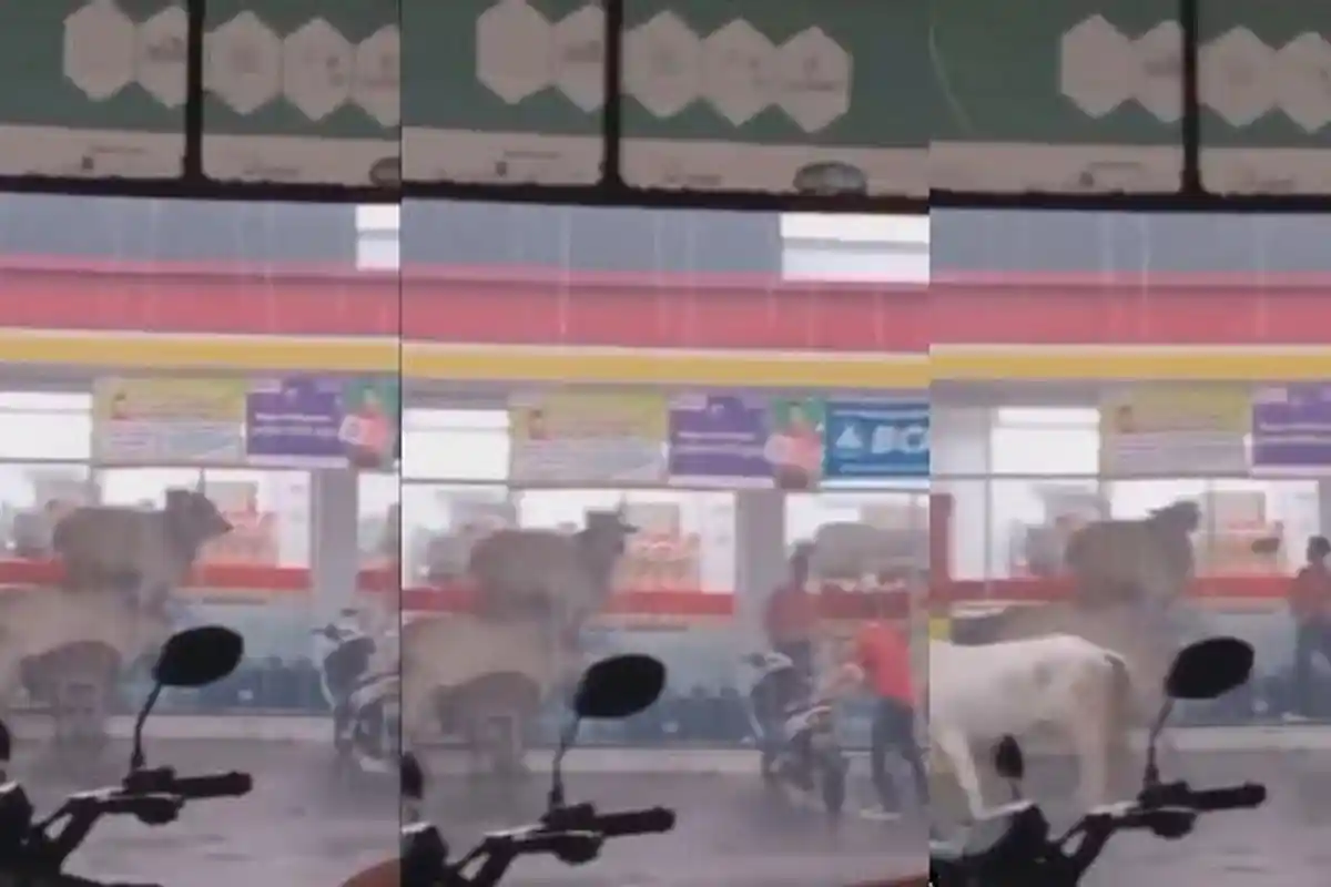 Nggak Mau Basah Kena Hujan, Viral Kawanan Sapi Asyik Berteduh di Alfamart, Pegawai Auto Panik