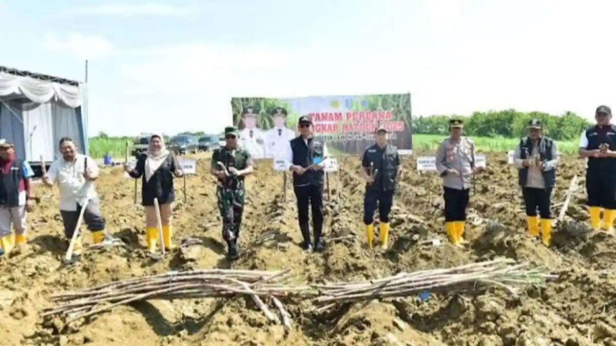 Lamongan Komitmen Wujudkan Swasembada Gula Lewat Program Bongkar Ratoon